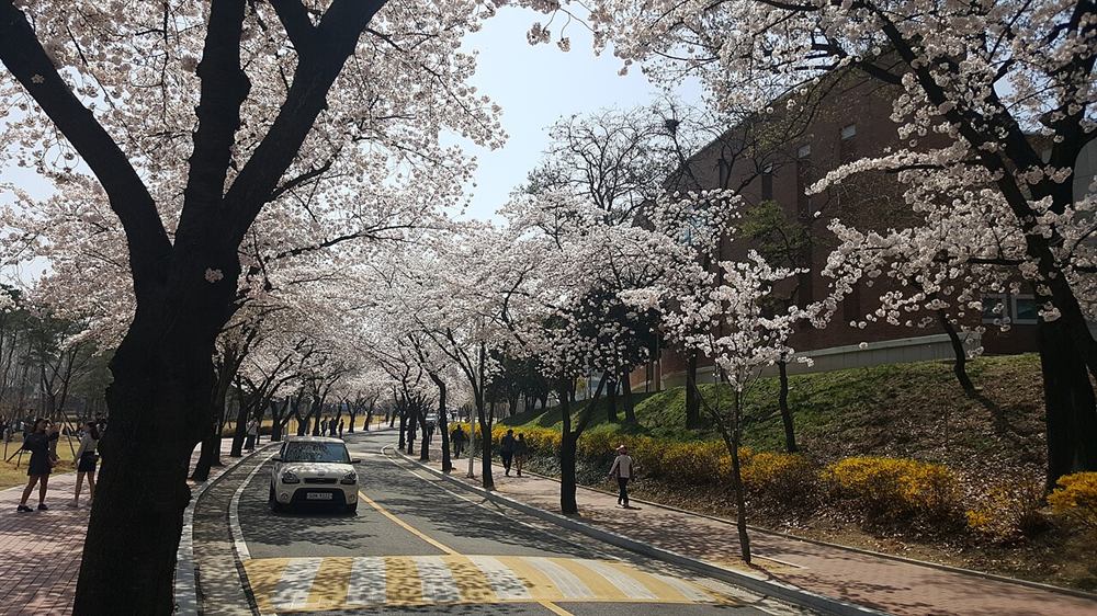경북대학교 정문 앞 벚꽃길