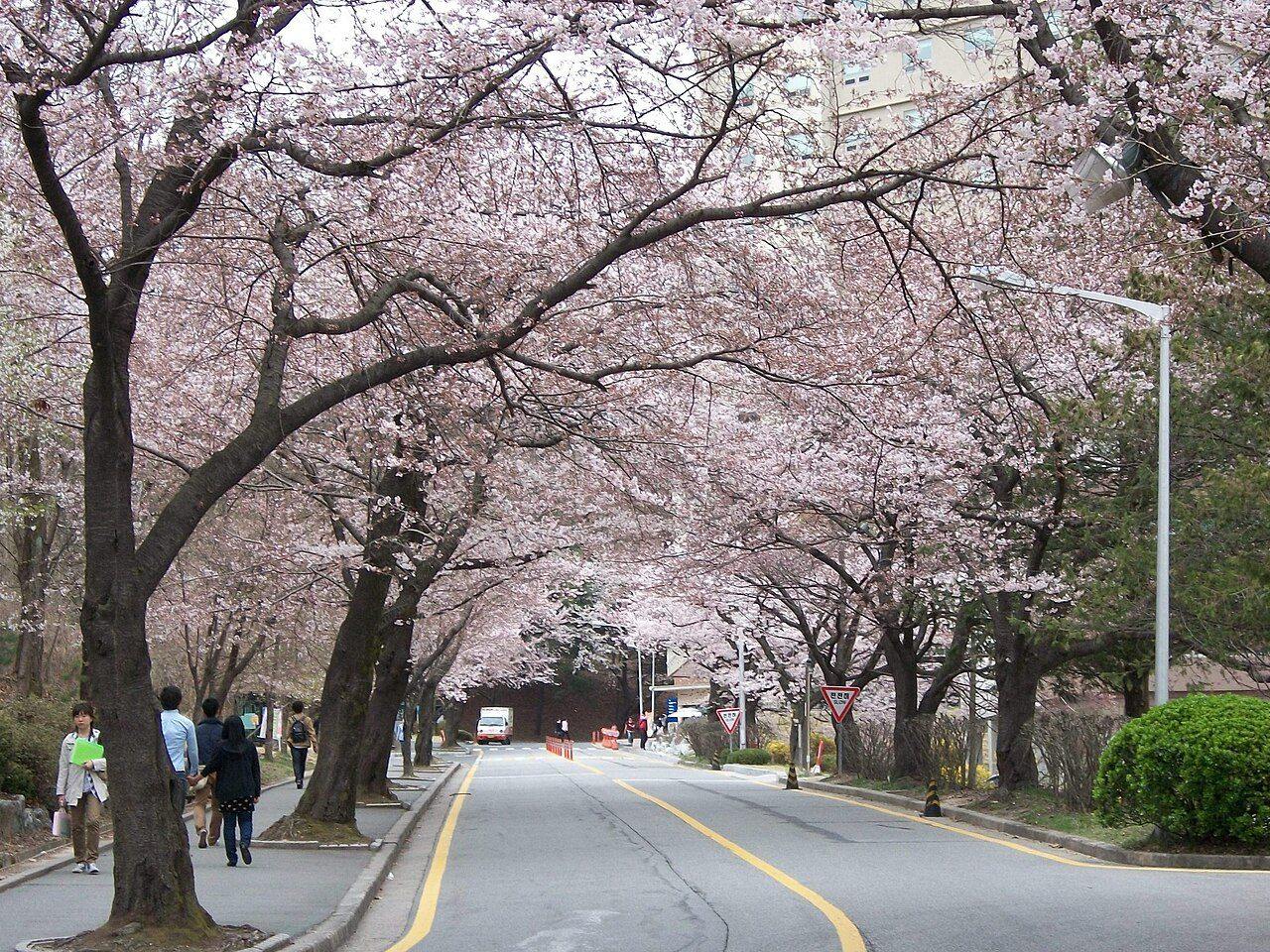 충남대학교 캠퍼스 가로수길